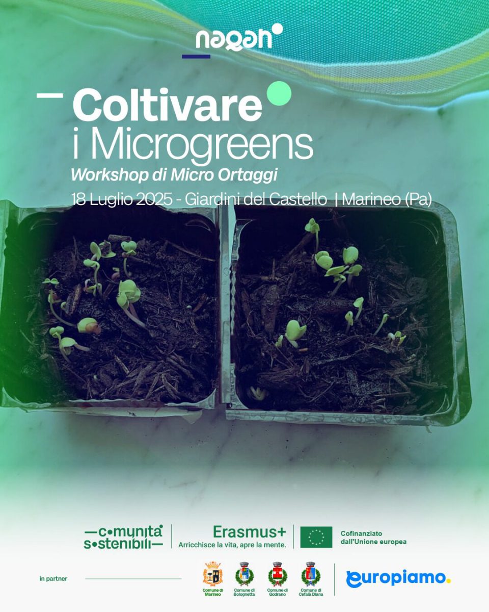 Growing microgreens